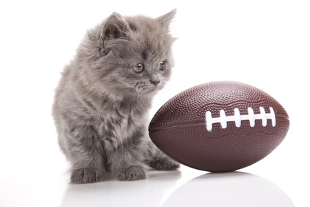 Little gray kittenの写真素材