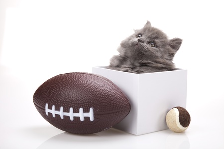  Kitten on a white background の写真素材