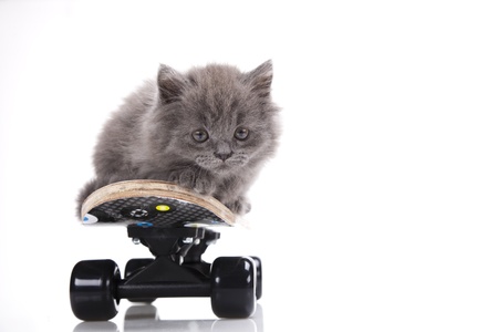 Skateboard, Little gray kittenの写真素材