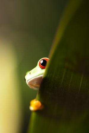 Frog の写真素材