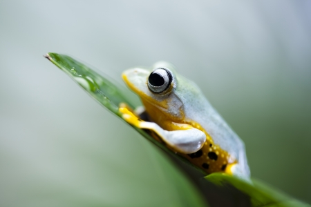 Green tree frogの写真素材