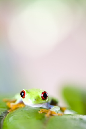 Red eye tree frogの写真素材