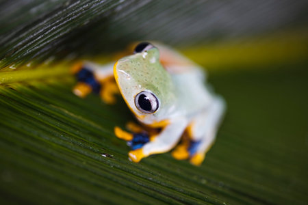 Tree frog