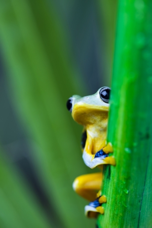 Tree frogの写真素材