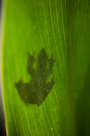 Frog shadow on the leaf の写真素材