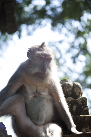 Monkey, Ubud Bali Indonesiaの写真素材
