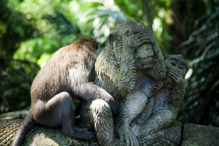 Monkey, Ubud Bali Indonesia
