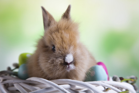 Animal easter の写真素材