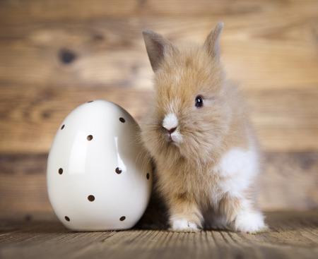 Easter bunny with egg の写真素材