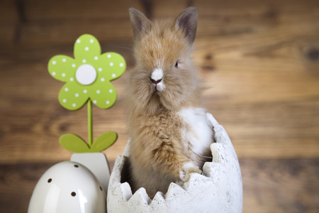 Happy easter, Easter bunny の写真素材