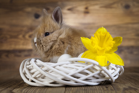 Happy easter, Easter bunny の写真素材