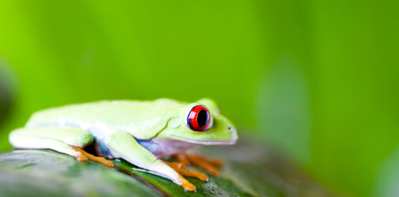Frog in the jungle