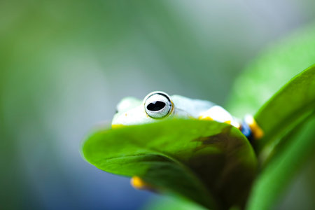  Exotic frog