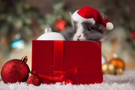 Funny bunny and Christmas background with winter decorationの写真素材