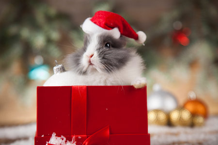 Funny bunny and Christmas background with winter decorationの写真素材