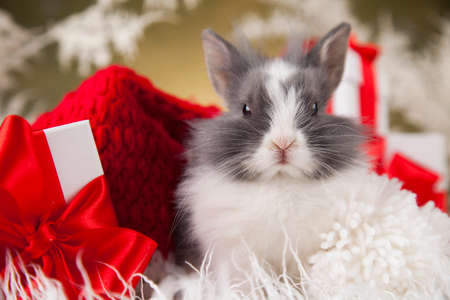 Bunny and Christmas background with winter decorationの写真素材