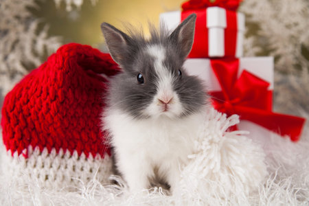 Bunny and Christmas background with winter decorationの写真素材
