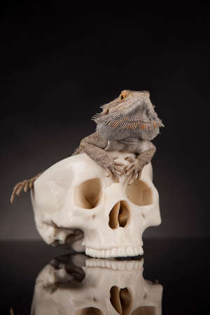 Human skull,Agama bearded, lizard backgroundの写真素材