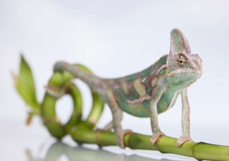 Isolated white reptile chameleonの写真素材