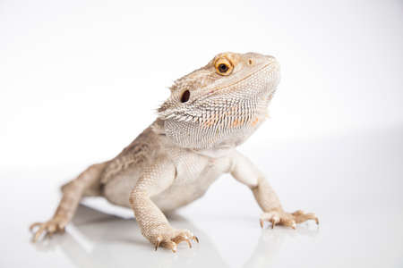 Beutiful Bearded Dragon Llizard, agamaの写真素材