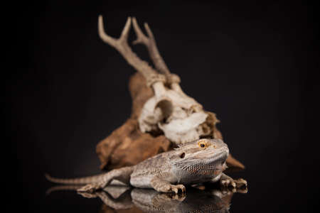 Antlers, Dragon lizard  on black mirror backgroundの写真素材