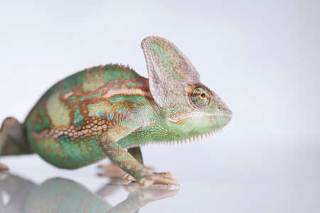 Chameleon lizard isolated on white backgroundの写真素材