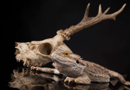 Antlers, Dragon lizard  on black mirror backgroundの写真素材