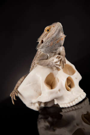 Lizard, skull on black mirror backgroundの写真素材