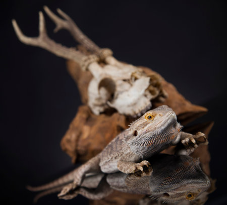 Skull, Lizard, Agama, Antlers, dragon and skull