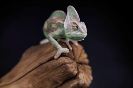 Root, Green chameleon, lizard backgroundの写真素材