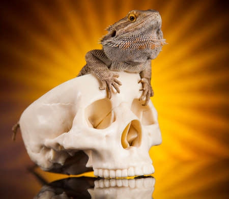 Lizard, Agama, dragon and skullの写真素材