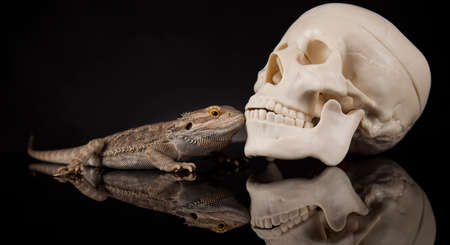 Skull, Agama bearded, lizard backgroundの写真素材