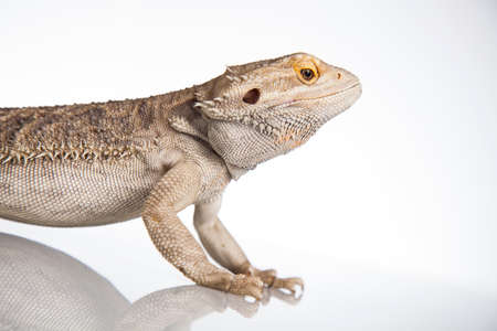 Beutiful Bearded Dragon Llizard, agamaの写真素材