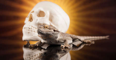 Lizard, skull on black mirror backgroundの写真素材