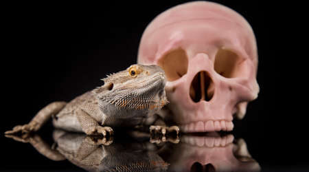 Lizard, skull on black mirror backgroundの写真素材
