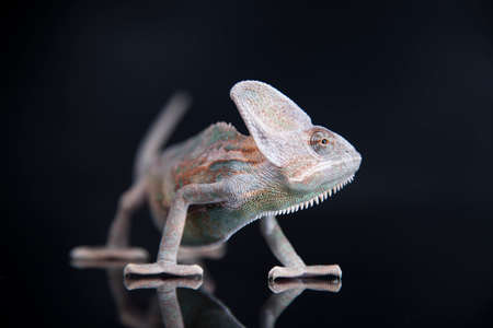 Chameleon on black Mirrorの写真素材