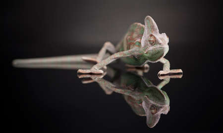 Chameleon on black Mirrorの写真素材