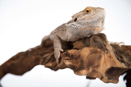 Root Bearded Dragon, Agama Lizardの写真素材
