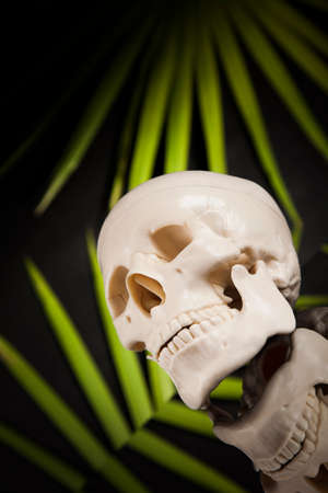 Human skull, black backgroundの写真素材