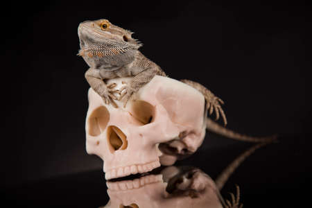 Lizard, Agama, dragon and skullの写真素材