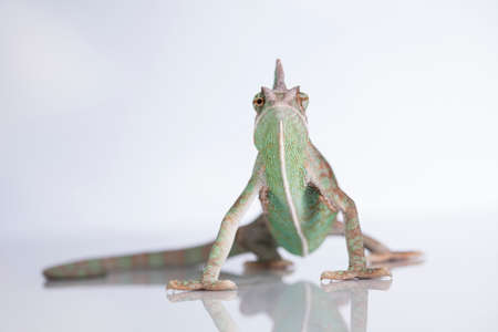 Green chameleon,lizard on white backgroundの写真素材