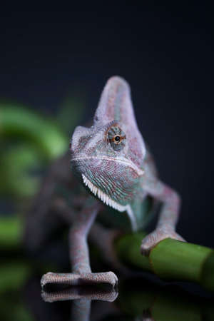Green chameleon on bamboo, lizard backgroundの写真素材