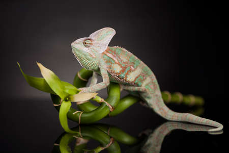 Green chameleon on bamboo, lizard backgroundの写真素材