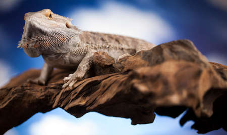 Pet, lizard Bearded Dragon on black backgroundの写真素材