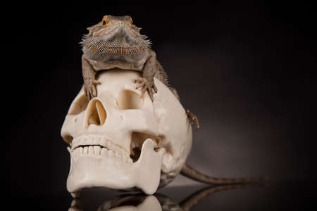 Lizard, Agama, dragon and skullの写真素材