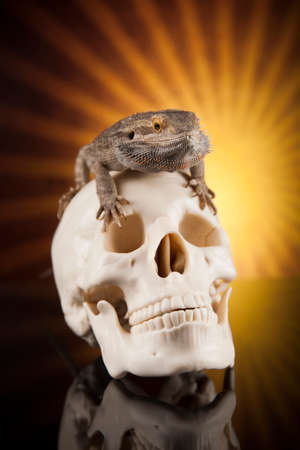 Lizard, skull on black mirror backgroundの写真素材
