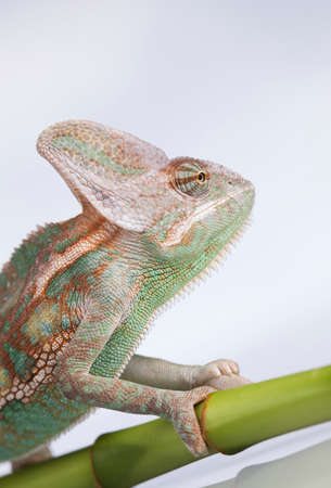 Isolated white reptile chameleonの写真素材