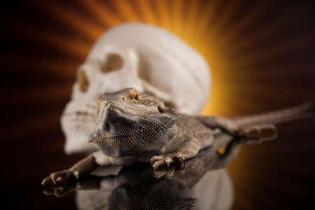Skull, Agama bearded, lizard backgroundの写真素材