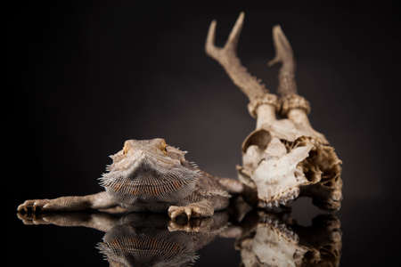 Skull, Lizard, Agama, Antlers, dragon and skullの写真素材