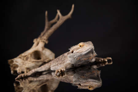 Skull, Lizard, Agama, Antlers, dragon and skullの写真素材